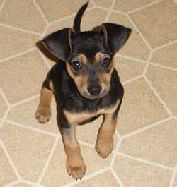 Miniature Pinscher Mix Photos and Information | Miniature pinscher mix, Miniature pinscher ...