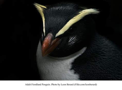 fiordland penguin facts | Penguins International