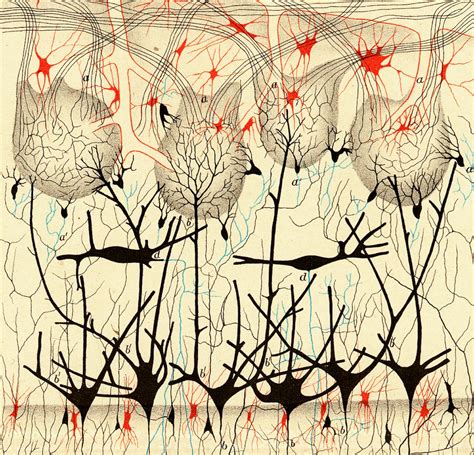 Early Illustrations of the Nervous System by Camillo Golgi and Santiago Ramón y Cajal – The ...