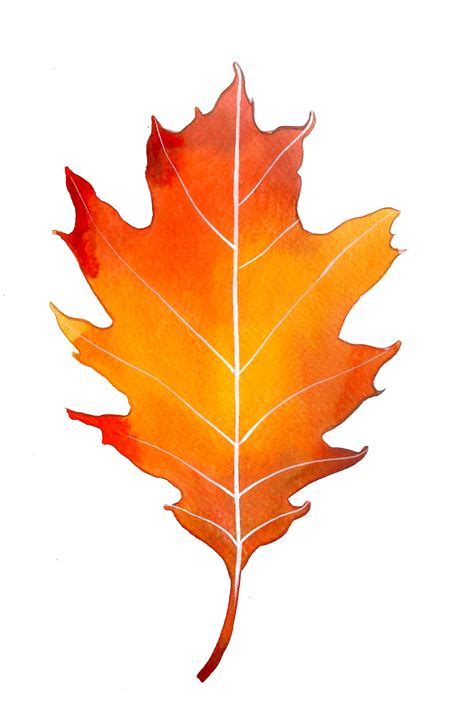 Oak Leaf - ClipArt Best