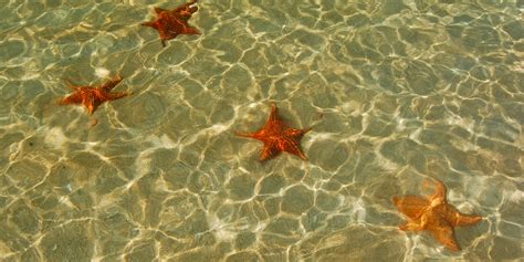 Starfish Beach, white sand, and turquoise and crystalline waters