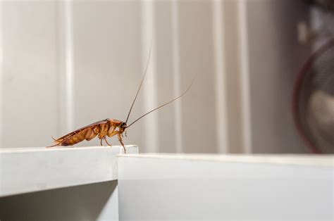 Cockroach Extermination by Service First Termite and Pest Prevention LLC