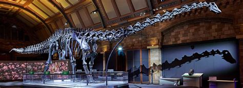 Dippy Returns: The Nation's Favourite Dinosaur | Natural History Museum