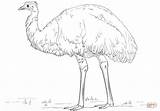 Emu coloring page  Free Printable Coloring Pages sketch template
