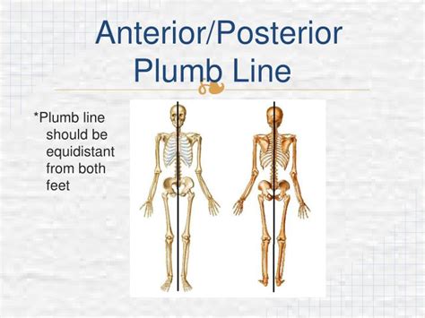 PPT - Kinesiology Laboratory 8 PowerPoint Presentation - ID:6105455