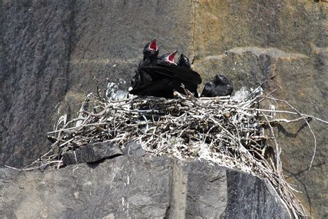 Raven Nest Photograph by Joi Electa | Fine Art America