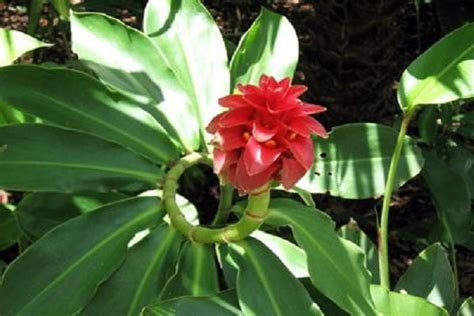 🌍 Nigeria - National Flower - Spiral Ginger (Costus barbatus) | Plants ...