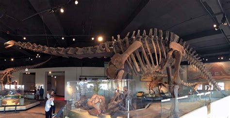 Meet SUE's Neighbors in the Hall of Dinosaurs - Field Museum