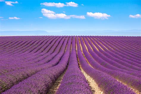 Lavender Fields