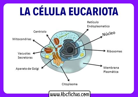 Partes de la celula eucariota animal - ABC Fichas