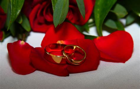Wedding rings | wedding rings on rose petals | anthony kelly | Flickr