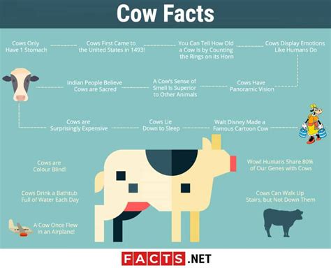 Top 15 Facts about Cows - Biology, Habitat, Lifespan & More | Facts.net