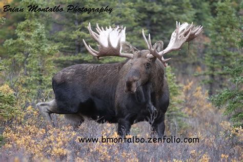 Beyond Adventure: Trophy Hunting. Photographing the World's Biggest Moose