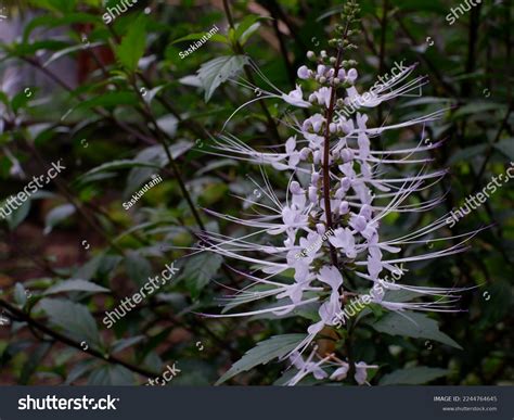 Kumis Kucing Flower Plant Orthosiphon Aristatus Stock Photo 2244764645 ...