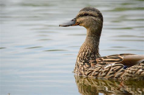 Female Mallard Duck Swimming on Body of Water · Free Stock Photo