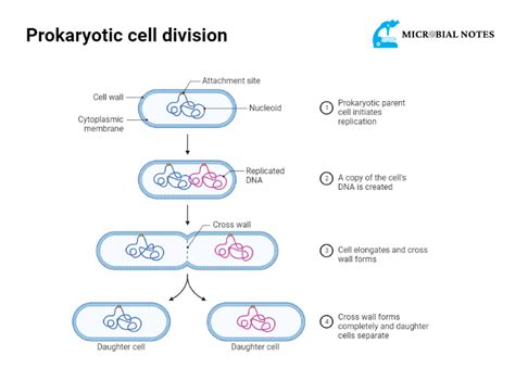 Prokaryotic cell division : How bacteria divide?