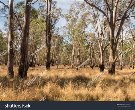 48,233 imágenes de Australian bush - Imágenes, fotos y vectores de ...