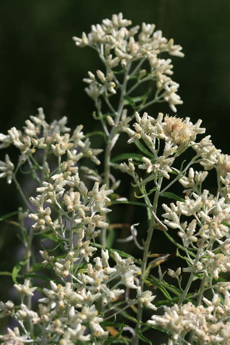 Native Florida Wildflowers: Sweet Everlasting - Pseudognapthalium obtusifolium