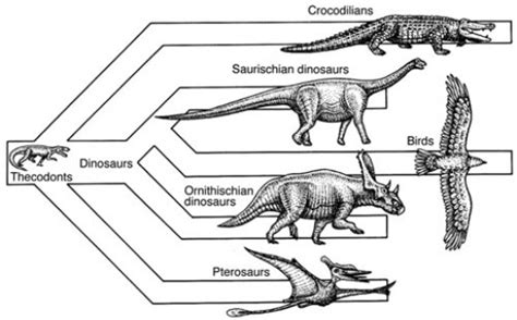 Evolution of Reptiles - Johnson Science Project