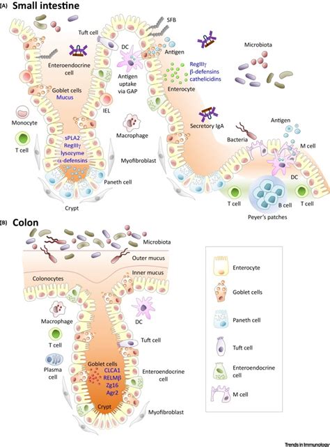 The Intestinal Epithelium: Central Coordinator of Mucosal Immunity: Trends in Immunology