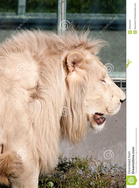 Timbavati white lion stock image. Image of closeup, exotic - 49842203