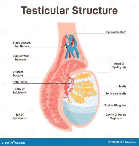 Male Reproductive System. Testicular Anatomy Stock Vector ...