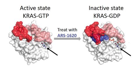 KRAS Targeted Cancer Strategy Shows Early Promise – NIH Director's Blog