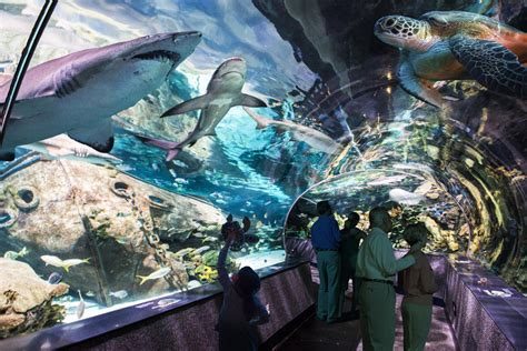 Ripley's Aquarium of the Smokies | Gatlinburg, TN 37738