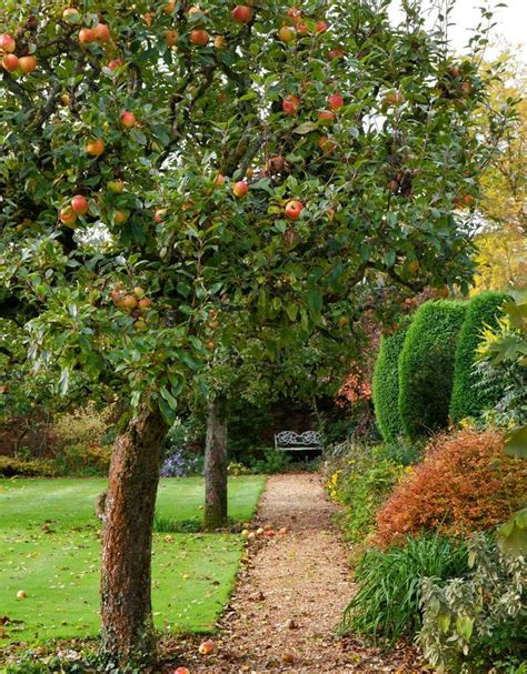 The Apple Trees to Pick for a Home Garden - WSJ