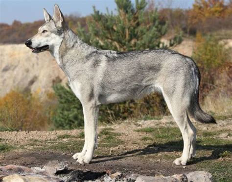 Saarloos wolfdog | Saarloos wolfhound appearance and HD photos