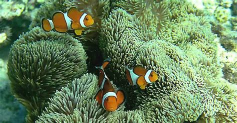 Ocellaris Clownfish | The Animal Facts | Appearance, Diet, Habitat, Range