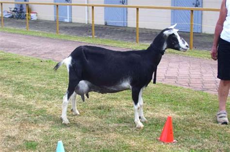 Sable goat – Goats and goat farming – Te Ara Encyclopedia of New Zealand