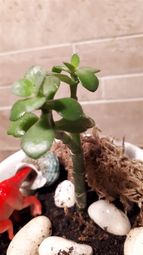 Is this a jade? : r/succulents