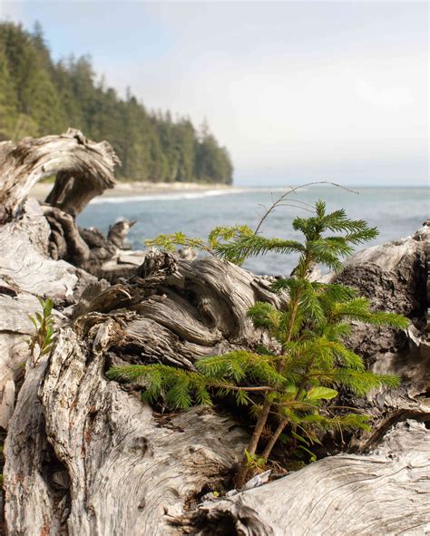 The Surprising Beauty and Benefits of Driftwood