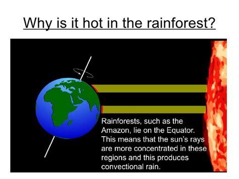 Climate in the rainforest