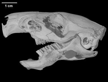 Digimorph - Cavia porcellus (guinea pig)