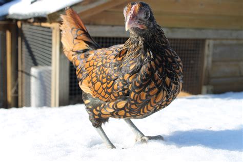 Hybrid For Sale | Chickens | Breed Information | Omlet