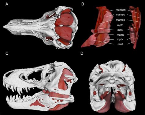 The Biomechanics Behind Extreme Osteophagy in Tyrannosaurus rex | Scientific Reports