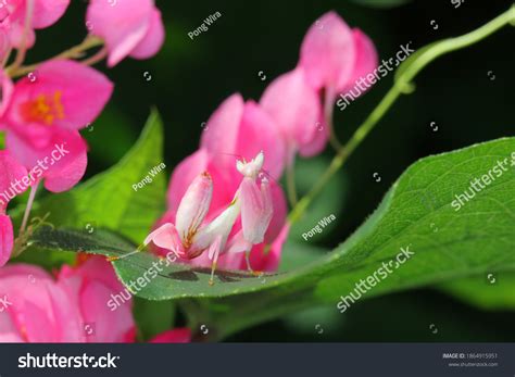 7,383 Flower Praying Mantis Images, Stock Photos & Vectors | Shutterstock