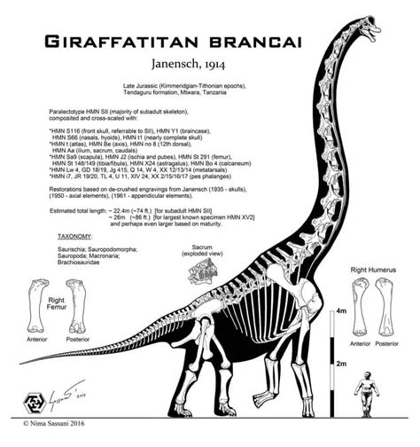 Giraffatitan | Dinosaurs - Pictures and Facts