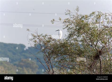 heron fishing in the river Stock Photo - Alamy