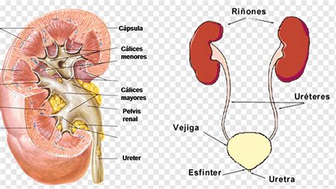 Renal calyx Kidney Excretory system Renal pelvis Urine, Abdomen ...