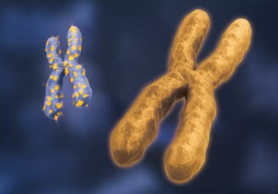 Genes that Escape Silencing on the Second X Chromosome May Drive Disease | The Scientist Magazine®