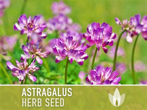 Astragalus Herb Seeds Heirloom Seeds, Chinese Milk Vetch, Huang Qi ...