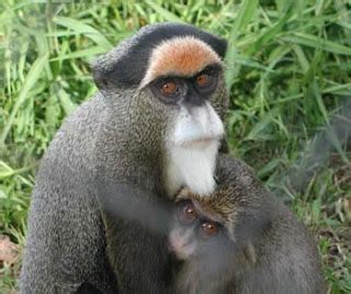 Discover the Beauty of Cameroon: CAMEROON WILDLIFE AID FUN