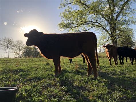 Angus Cattle - Jenkins Farms