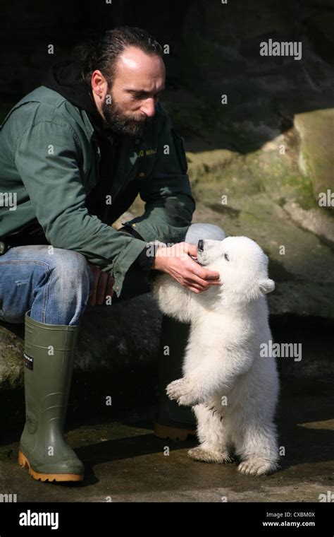 Berlin polar bear Knut at the Zoo Stock Photo - Alamy