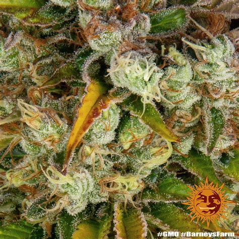 GMO Strain | BARNEYS FARM UK