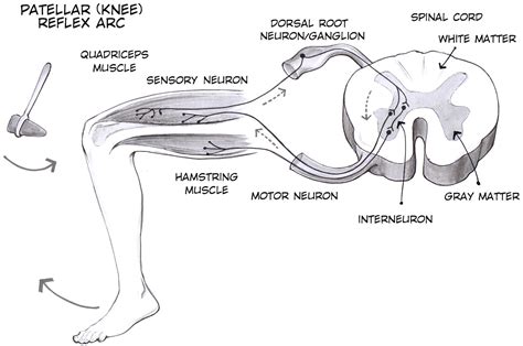 Experiment: The Patellar Reflex and Reaction