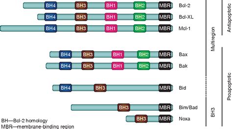 Figure 1 from Mechanisms of action of Bcl-2 family proteins. | Semantic Scholar